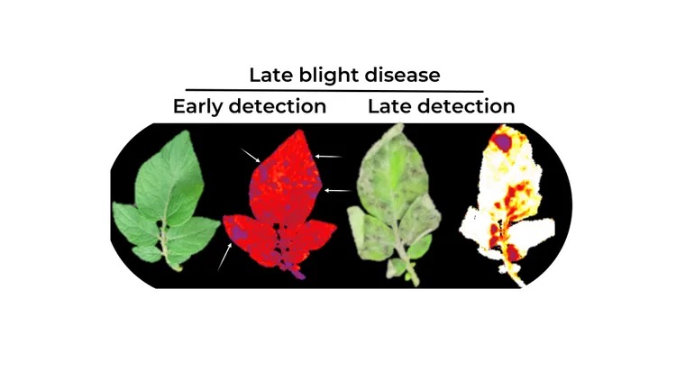 Image du biocapteur sur une feuille d&#039;arbre