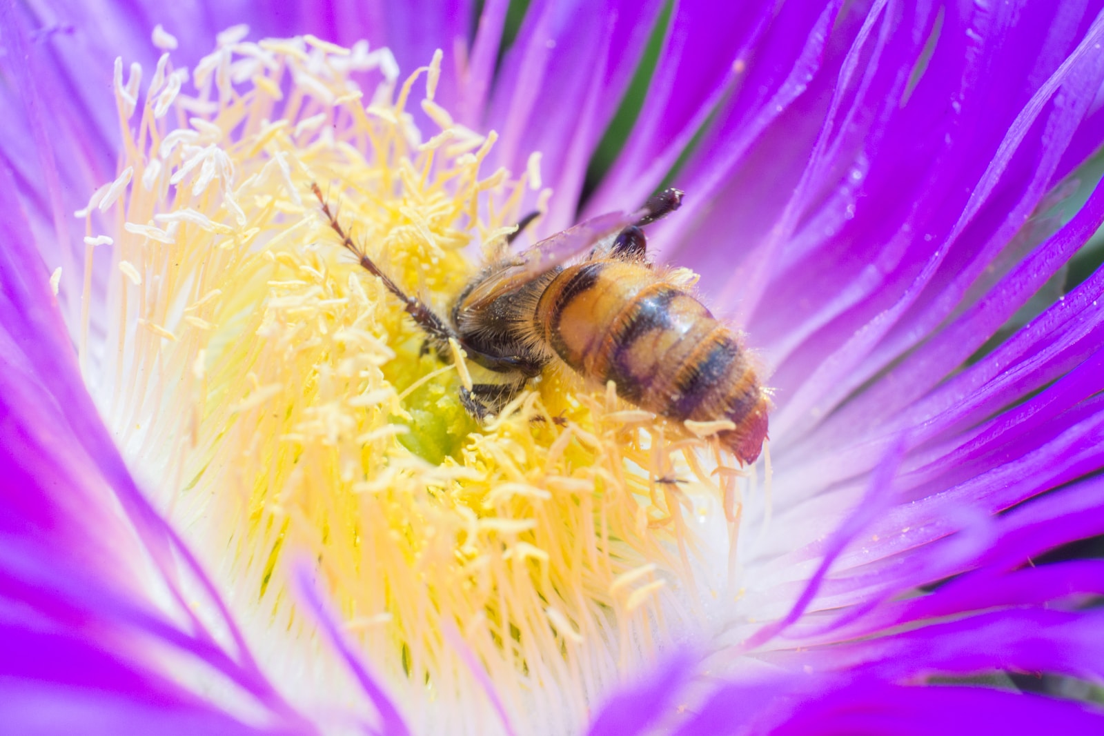 Découverte d’une nouvelle espèce d’abeilles