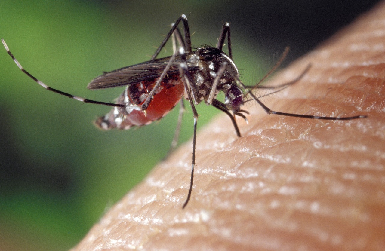 A la découverte d’une nouvelle méthode pour se protéger des piqures de moustiques!