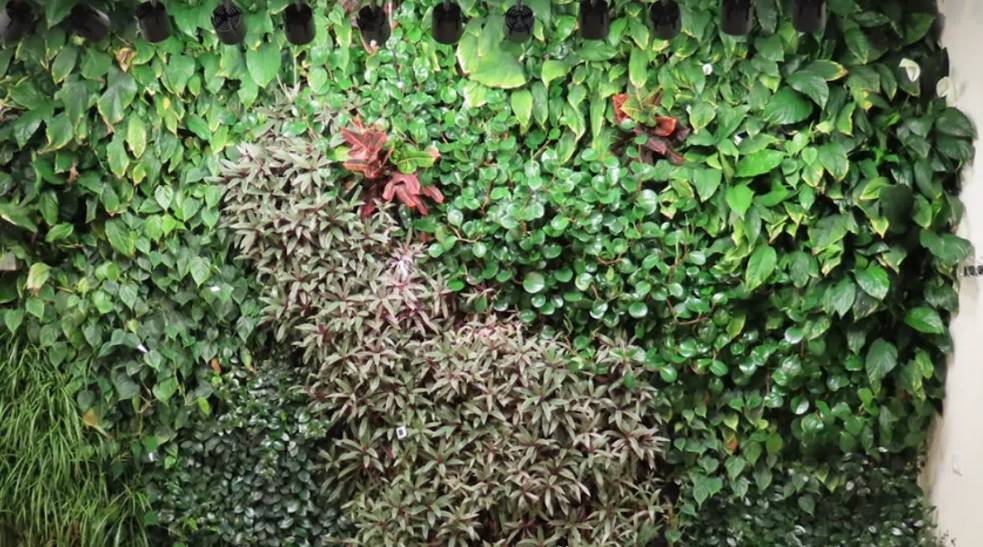 Des chercheurs de l’Université de Jérusalem démontrent l’utilité des murs végétalisés