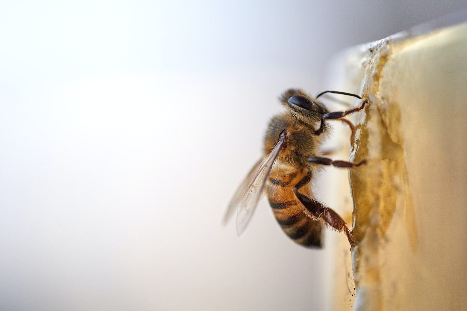 Les abeilles « disent » qu’il faut dormir pour s’occuper des plus jeunes