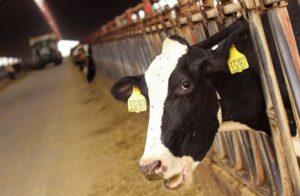 vache