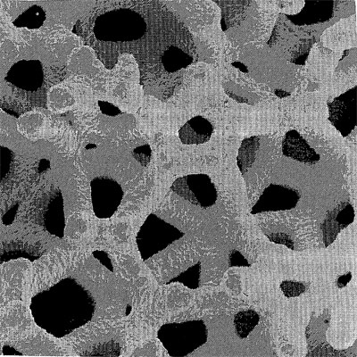 Yissum brevète une technologie innovante pour la fabrication de Mousses – de cellulose microcristallines composites à partir de ressources renouvelables