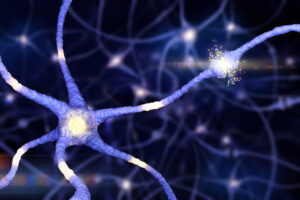 neurones