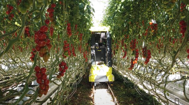 des tomates sur la vigne