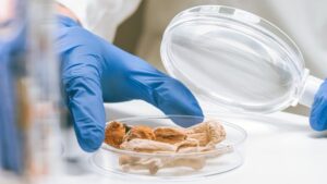 Psilocybine et champignons magiques danss une coupelle de laboratoire