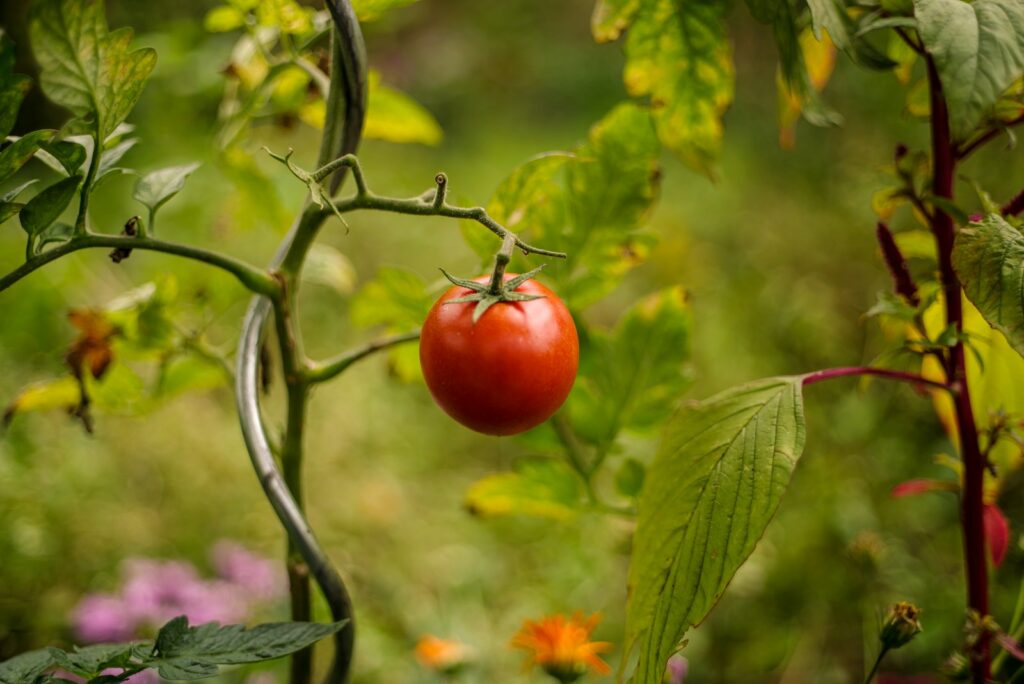 tomate rouge sur une plante à feuilles vertes pendant la journée