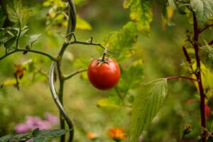 tomate rouge sur une plante à feuilles vertes pendant la journée