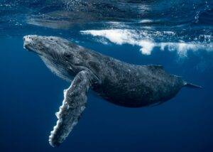 Baleine sous l'eau