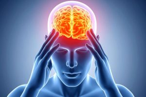 cerveau