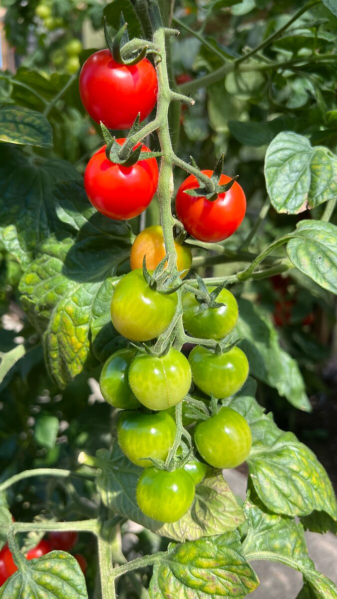 Des chercheurs israéliens mettent au point une tomate résistante à la sécheresse