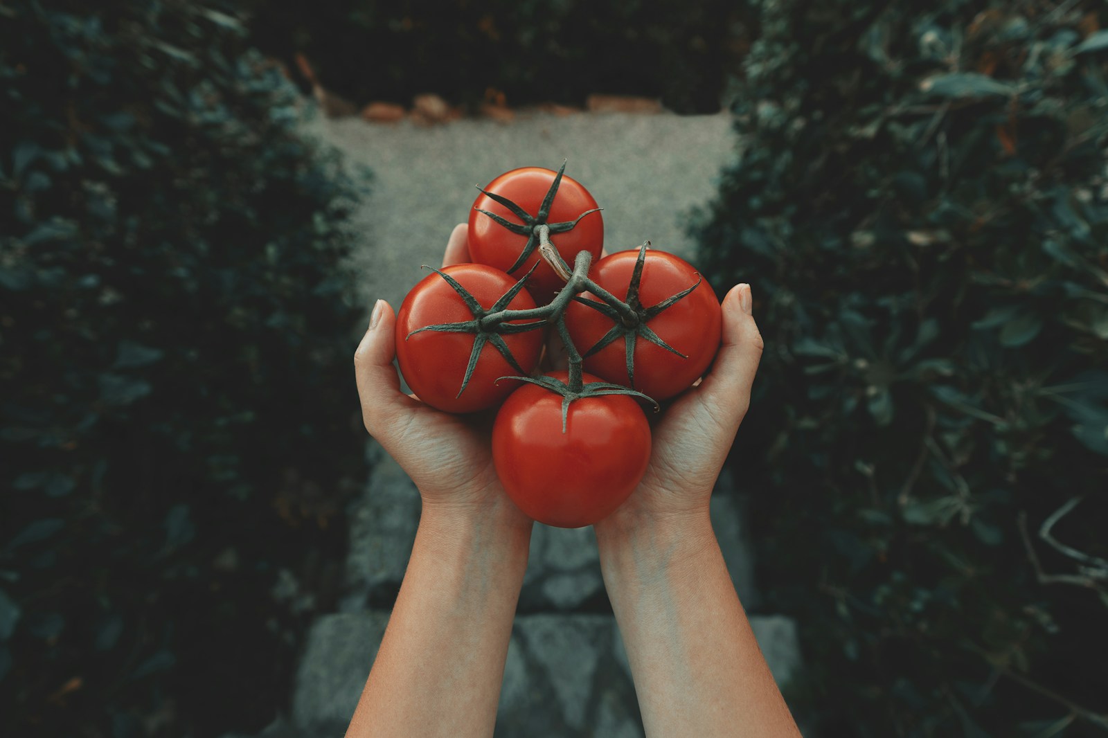 Des tomates en hiver ?